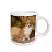 3dRose Purebred Cardigan Welsh Corgi Dog on rock - NA02 PWO0023 - PiperAnne Worc