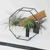 在飛比找誠品線上優惠-【Elite Concept 一禮莊園】空氣鳳梨 / 桌上盆