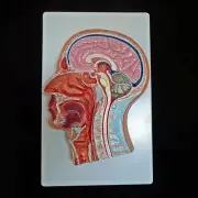 Human Median Section of Head Anatomical Model - Medical Skeleton Anatomy