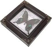Yardenfun Framed Butterfly Specimen Display Pinned Bugs Wall Art Butterfly Specimen Box Sturdy Material Home Decor