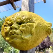 Sour Lemon Sculpture Original Weatherproof Whimsical Folk Art, Hangs on Wall