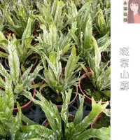 在飛比找蝦皮購物優惠-小花園藝 斑葉山蘇  3吋盆 小品 $330