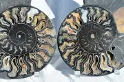 Fossil PAIR Ammonite w/ Crystals XXXLRG 8.6" 110 million years old 221mm 32181jj