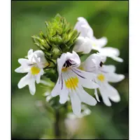 在飛比找蝦皮購物優惠-【露西皂材】小米草萃取液 EYEBRIGHT (明亮草)