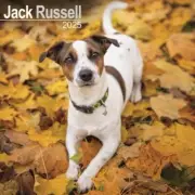 Jack Russell Calendar 2025 - Square Wall Calendar
