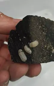 Hypo Bear Panda King isopods Cubaris sp NEW MORPH !!!