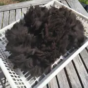 Huacaya Alpaca raw fleece dark colour 200g extra fine 100% Australian 6-7sm