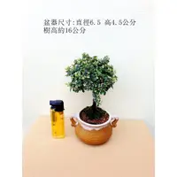 在飛比找蝦皮購物優惠-姬水蓮木 小品盆栽 植栽