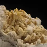 CORAL FOSSIL - Upper Jurassic - Wierzbica quarry- POLAND 1G90