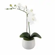 Flora Bunda Artificial 18" H Real-Touch Orchids in 4.8 in Indian Ceramic Pot