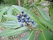 20+ Native Ginger Seeds for Home Gardening and Planting Seeds