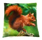 Squirrel Baumhörnchen Plush Sofa Bed Deco Or Comfortable Kissen 35x35 CM