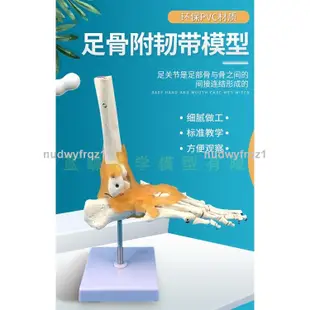 臺灣熱賣🔥🔥人體骨骼 一比一成人人體腳關節功能帶韌帶模型 人體足部骨骼模型1564