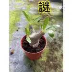 花花世界_多肉植物-*謎*3吋盆/ 高10公分 / K