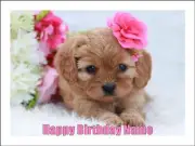 Cavoodle Cake Topper Edible Icing Birthday Cake Dog Decorations (2 Sizes) #01