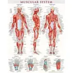 MUSCULAR SYSTEM-LAMINATED