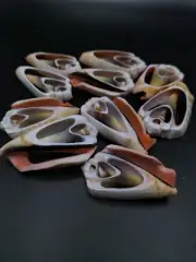 10 x sliced Large Luhuanus Sea shell. Beach home coastal decor. Craft wedding
