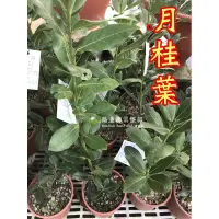 在飛比找蝦皮購物優惠-勿直接下標 月桂 月桂樹 月桂苗 樹苗 盆栽 加州 月桂葉 