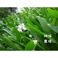 在飛比找蝦皮購物優惠-神喵農場 野薑花母株小塊根 一組11條110元《最多2組》