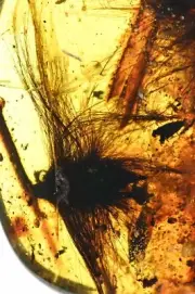 Rare Dandelion seed, Fossil inclusion in Burmese Amber