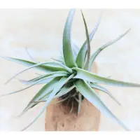 在飛比找蝦皮購物優惠-阿比達 Tillandsia albida *稀有*  空氣