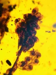 ascosporarum plantarum burmite Cretaceous Amber fossil dinosaurs era