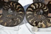 9704 RARE 1in100 BLACK Ammonite PAIR Deep Crystals 110myo FOSSIL LRG 135mm 5.3"