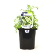 95mm Chamomile - Chamaemelum nobile