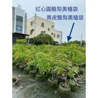 在飛比找蝦皮購物優惠-紅心圓酪梨/青皮酪梨 8吋美植袋