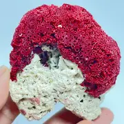 92gNatural Red coral reef Cluster Ocean Mineral Crystal Specimen