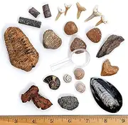 Fossil Collection (13 pc.) with ID Cards & Trilobite Sharks teeth Coprolite (fossilized Turtle Poop) Educational Dancing Bear Brand.