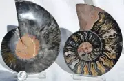 Large Black Ammonite Pair Crystals 110myo Dino age FOSSIL XXL 143mm 5.6" 9311bb