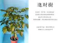 在飛比找Yahoo!奇摩拍賣優惠-心栽花坊-海南菜豆樹，進財樹/5吋/觀葉植物/室內植物/售價