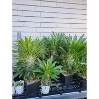 在飛比找蝦皮購物優惠-非洲霸王樹Pachypodium lamerei實生苗