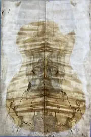 Figure Electric Bass Top Spalted Ripple Maple Wood Worm-hole For Stabilized Make