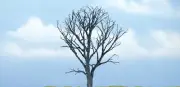 Woodland Scenics Dead Maple 4in 10.2cm Built Premium Trees Deciduous TR1614