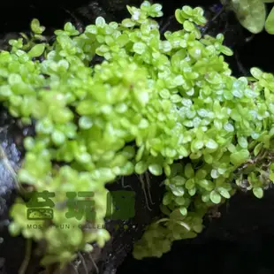 【苔玩廊】迷你矮珍珠 （水上葉）- 人工繁殖 苔蘚 微景觀 生態瓶 水陸缸 雨林缸 水草缸 素材｜趴地珍珠草