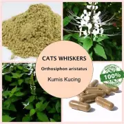 200gr POWDER Cat's Whisker Orthosiphon Aristatus Kidney Java Tea Organic