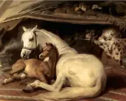 Horse Mare Colt Filly Print 8x10 200yr Ink Museum 100% Cotton Giclee Paper A4