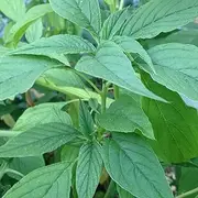 Amaranth Edible Green 350 Seeds CALALOO Vegetable Garden Chinese Spinach Veggie