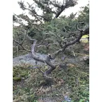 在飛比找蝦皮購物優惠-真柏樹 盆栽 庭院造景 園藝 三百棵可選 歡迎現場參觀