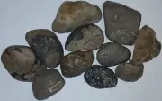 Authentic Michigan Fossil Assortment Great Lakes Rock Mix Unpolished Craft Stone
