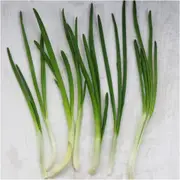 Onion (Spring) - White Rod seeds