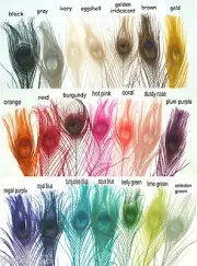 100 Peacock Eye Feathers 10-15" L Bleached & dyed in your choice of 21 colors