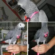 Qttie Pet Parrot Bird Harness Lead Leash Flying Training Rope Cockatiel Outdoor