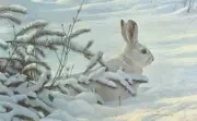 Robert Bateman - Winter - Snowshoe Hare - S/N Canvas Giclee Signed MINT 19x31