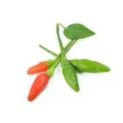 Chilli - Zimbabwe Birds Eye from Africa seeds