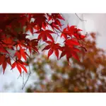 紅舖子 紅楓樹5吋盆栽紅猩猩2024/3月可以自己綁鋁線做造型