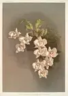 Odontoglossum Cervantesii Decorum By Joseph Sander Floral Print