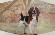 Beagle Lover's Face Mask Double Stitch Triple Filter High Quality